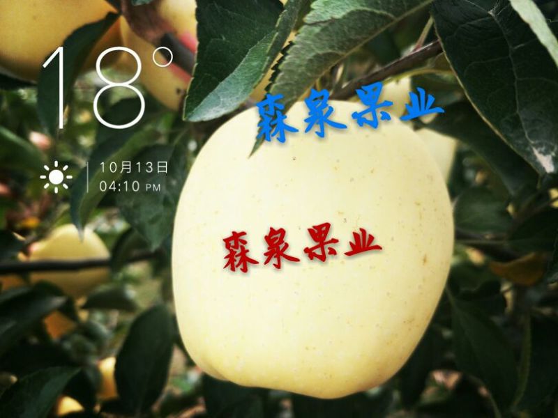 维纳斯黄金苹果苗80cm以上