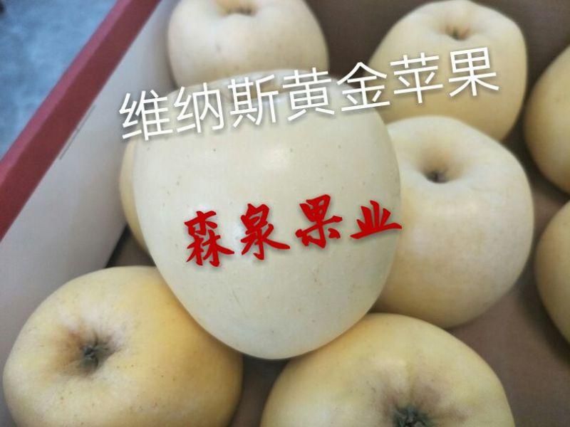 维纳斯黄金苹果苗80cm以上