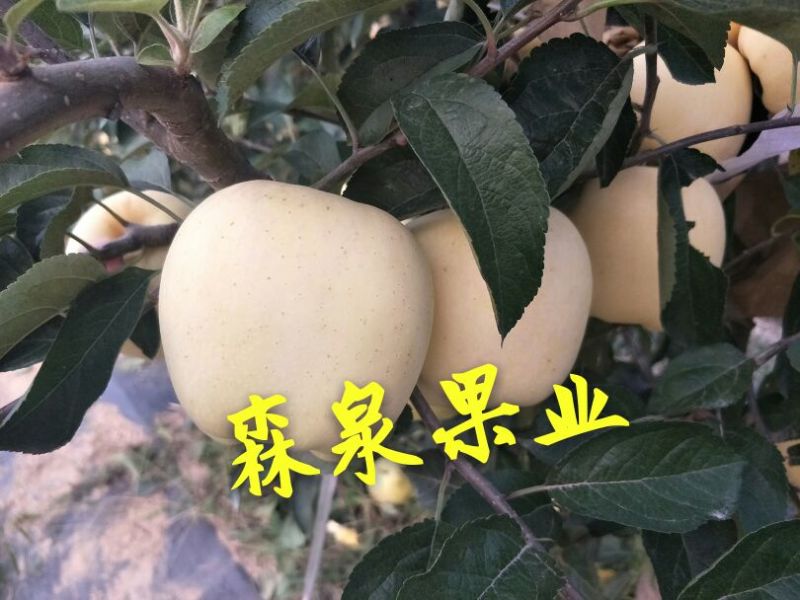 维纳斯黄金苹果苗80cm以上