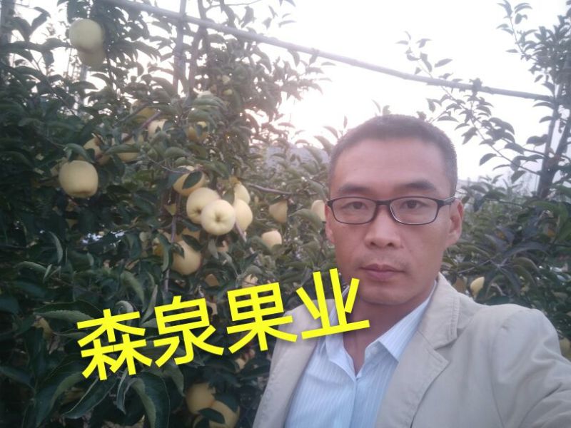 维纳斯黄金苹果苗80cm以上