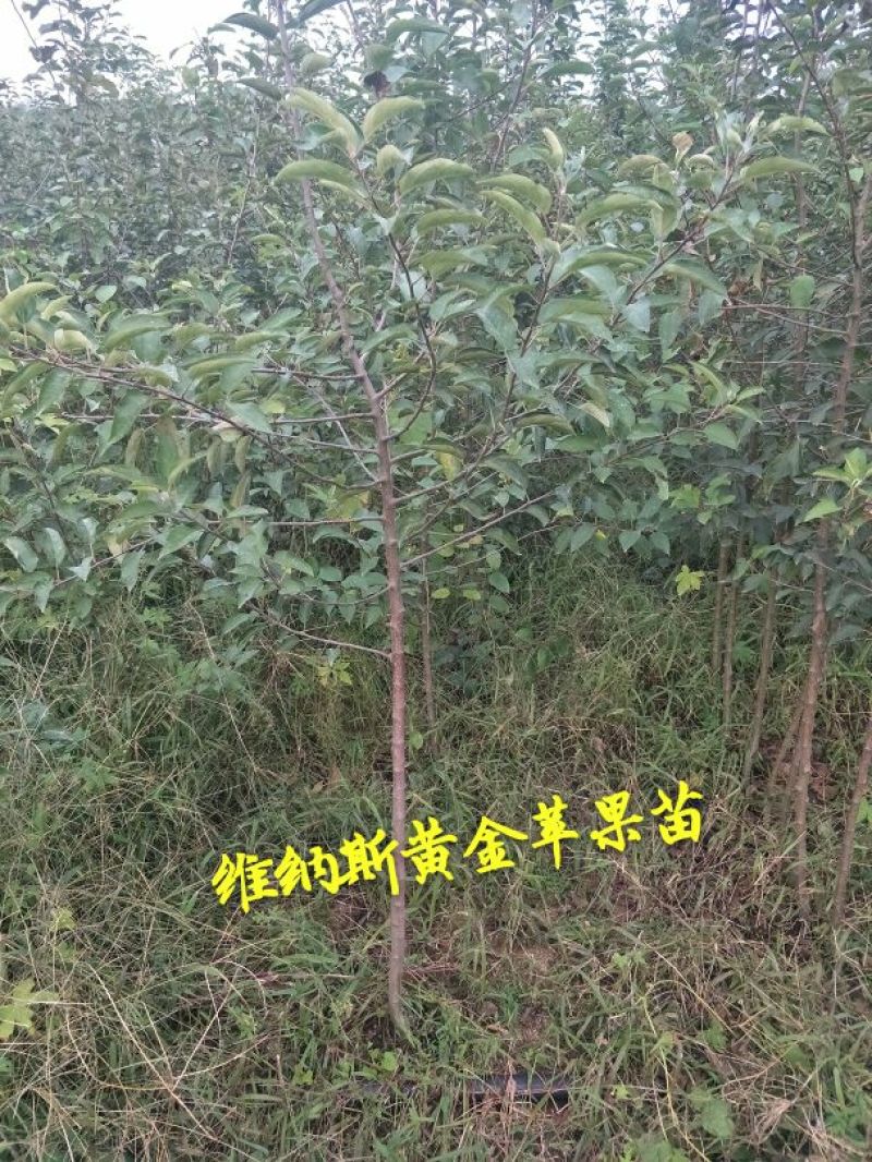 维纳斯黄金苹果苗80cm以上