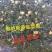 维纳斯黄金苹果苗80cm以上