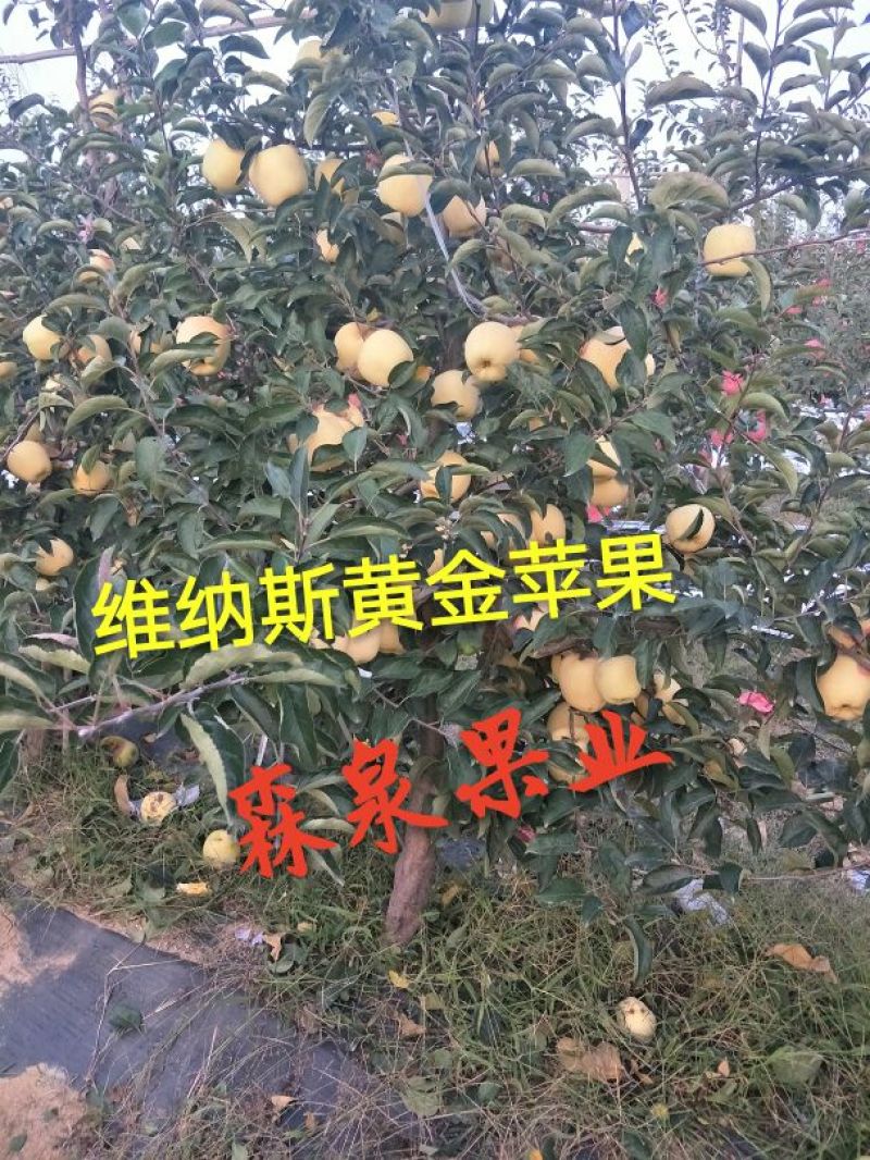 维纳斯黄金苹果苗80cm以上