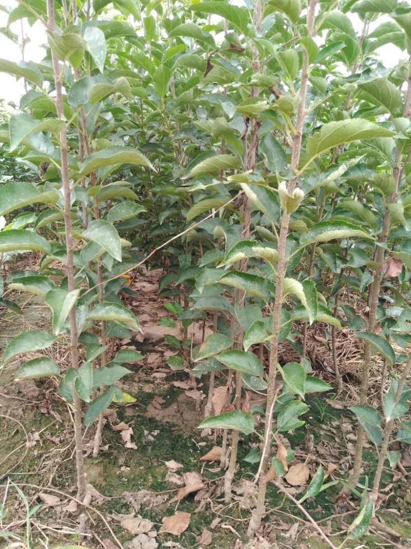 红富士苹果树苗70~80cm包品种包成活死苗补发包邮