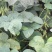 绿宝石毛豆12~18克