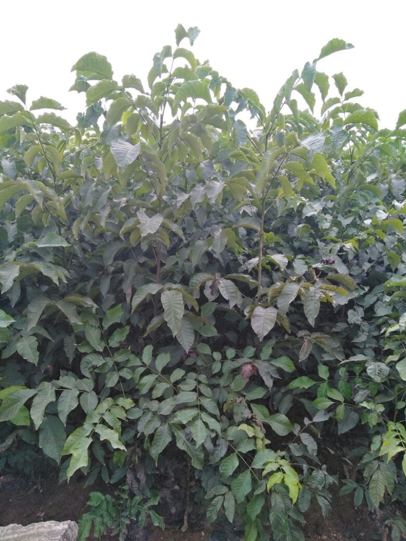 核桃苗一年苗50~100cm