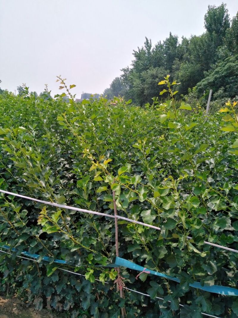 黄山楂苗60cm以上包品种包成活死苗补发包邮