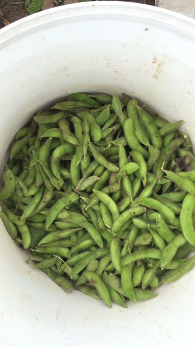高杆青豆18~24克