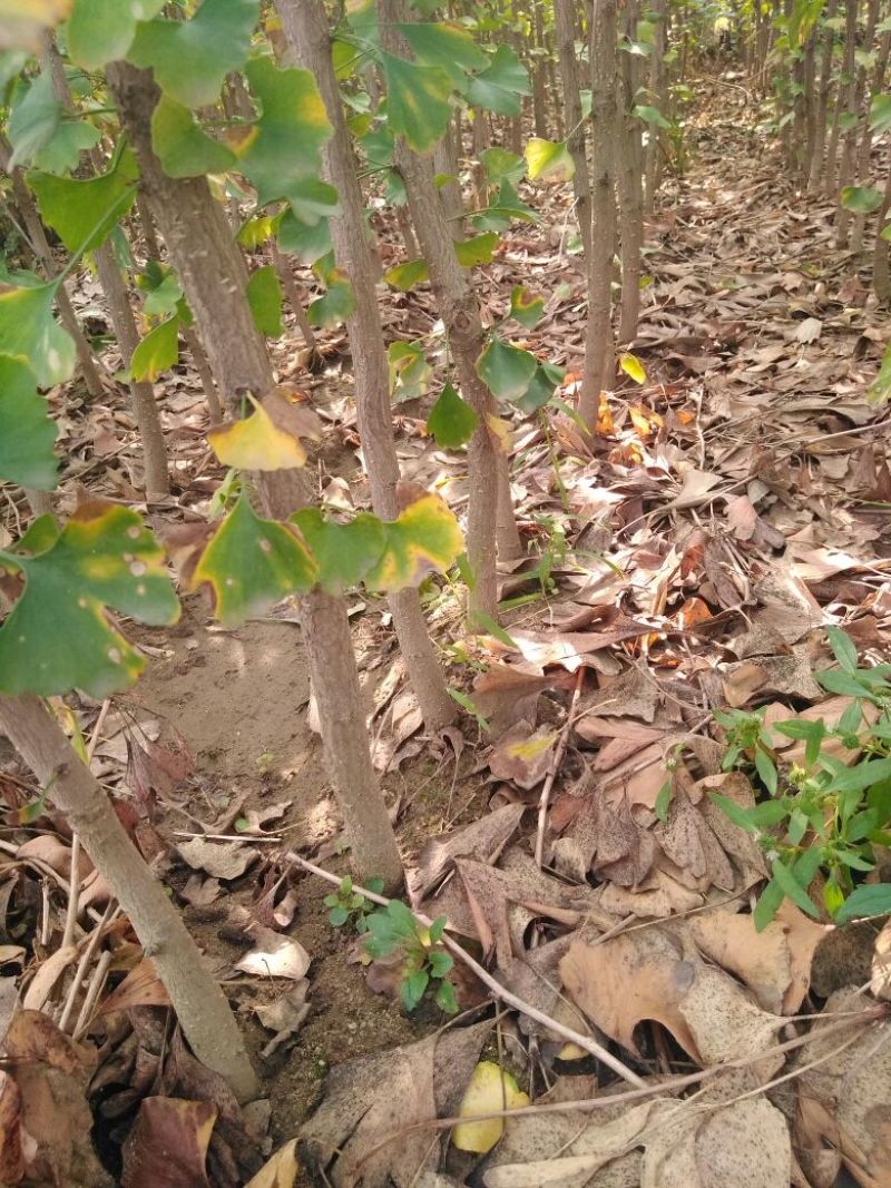 银杏实生苗50~60cmp包品种包成活死苗补发