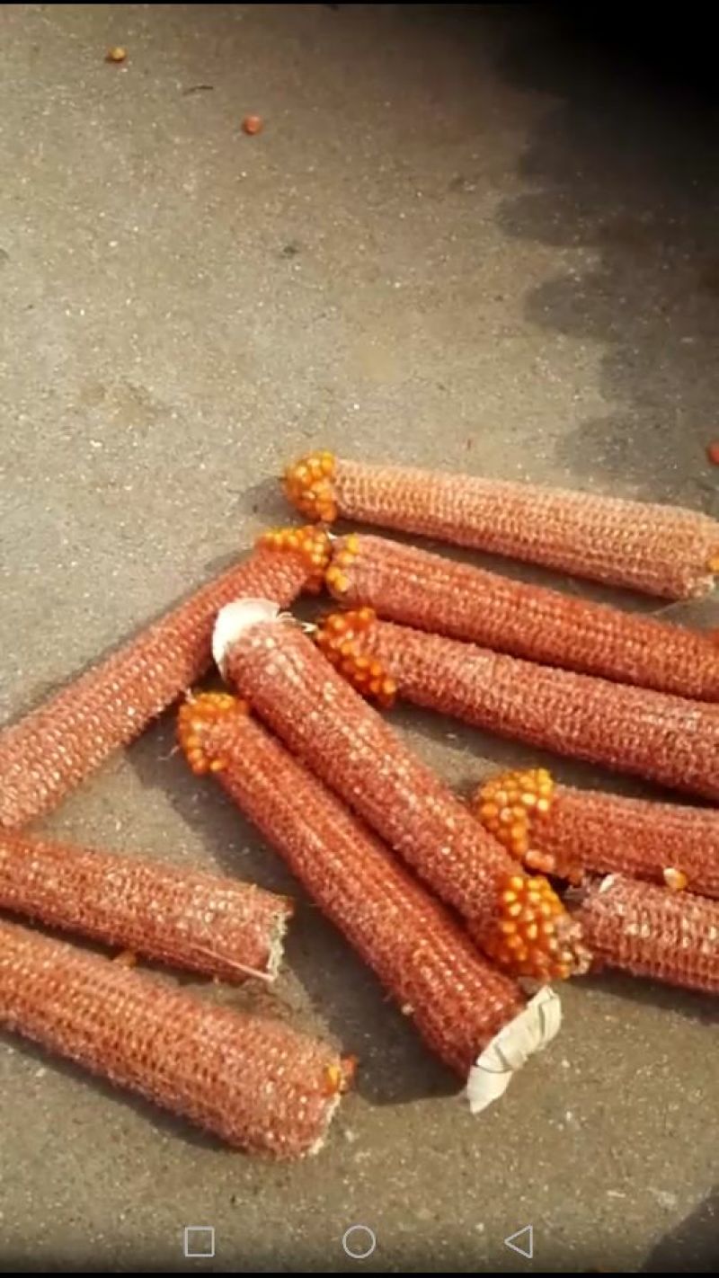 玉米纤维