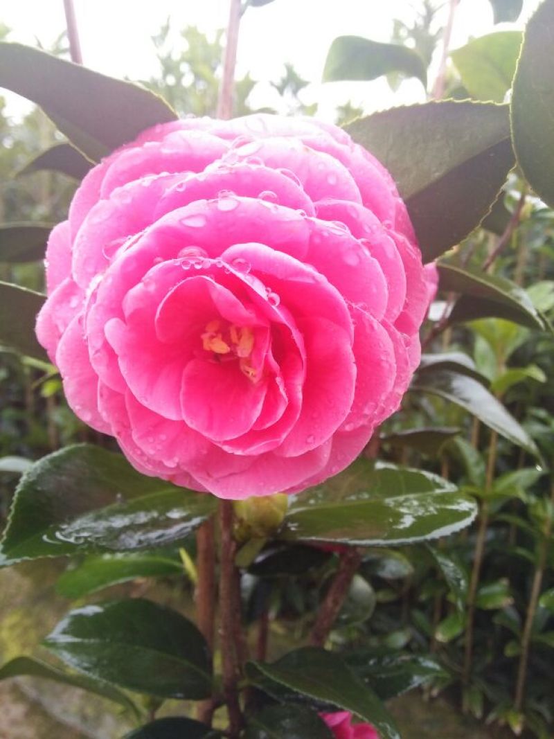 茶花山茶花，五色赤丹，贝拉六角大红五色赤丹等等