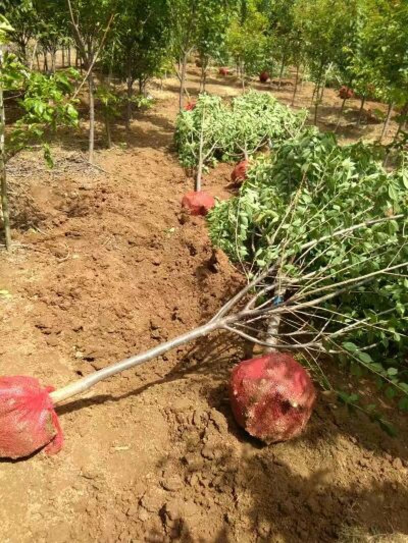 五公分带土球樱花山西樱花重瓣樱花