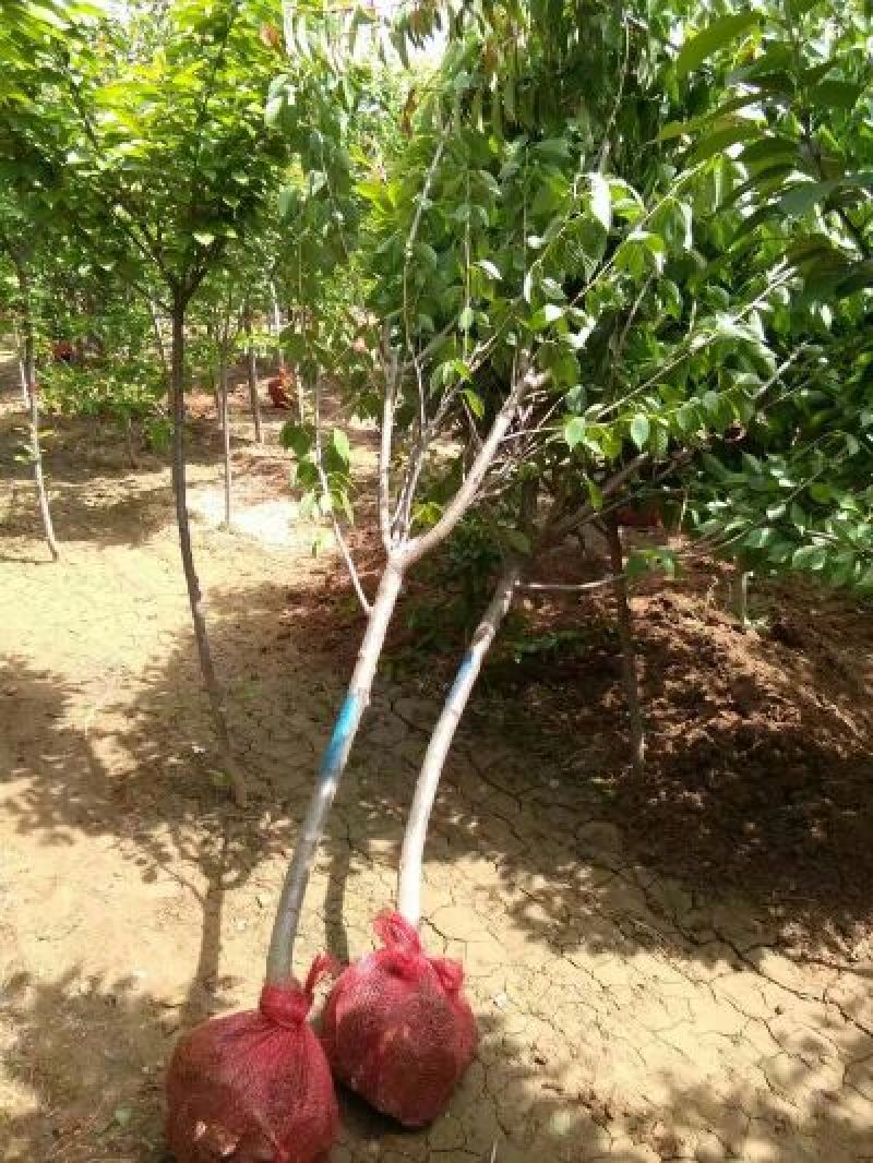 五公分带土球樱花山西樱花重瓣樱花