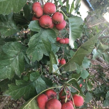 山楂3~5克