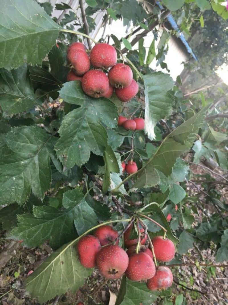 山楂3~5克