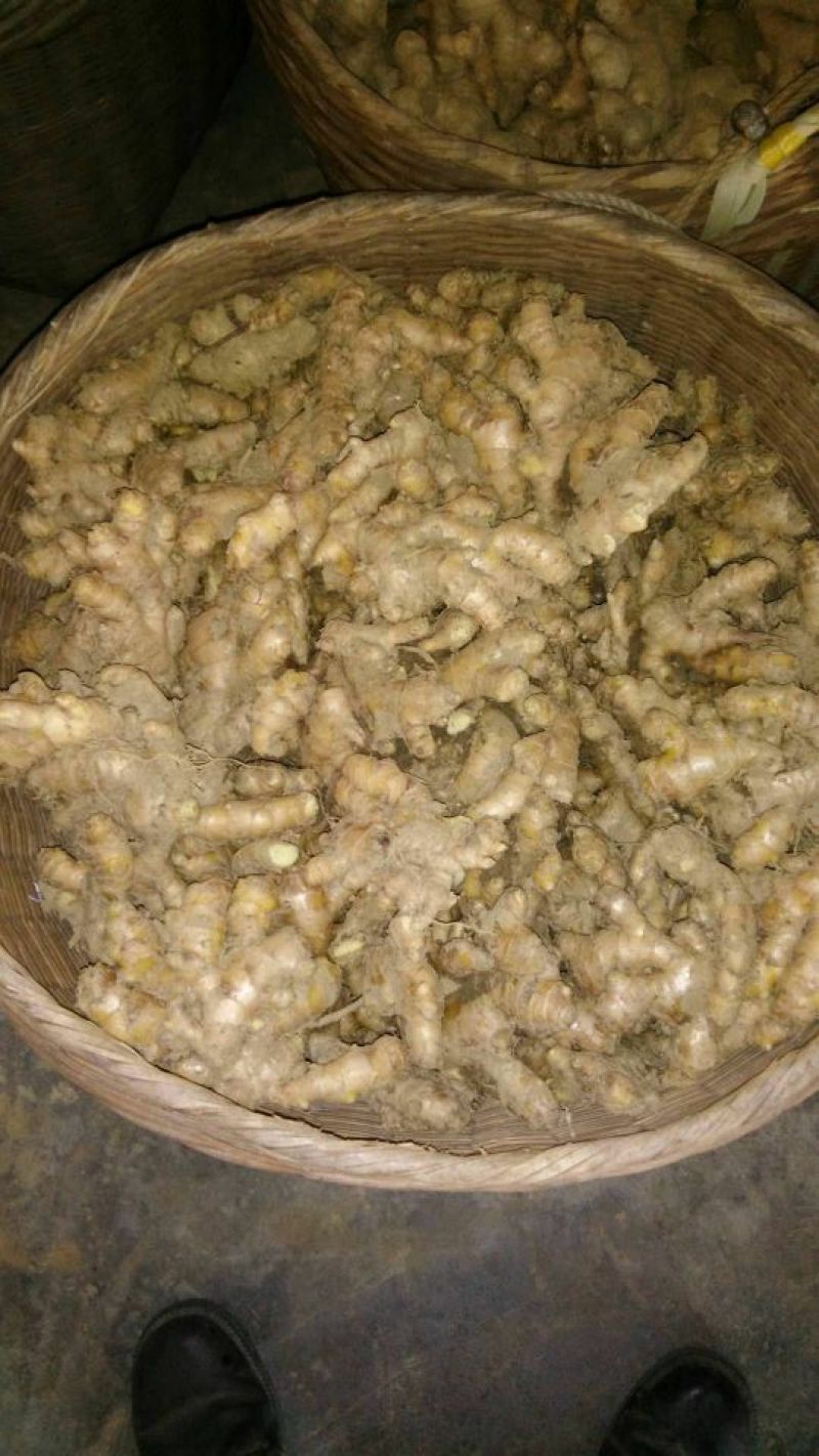 小黄姜5两以上带土