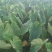 红芽芋3厘米以上