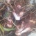 红芽芋3厘米以上