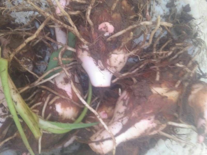红芽芋3厘米以上