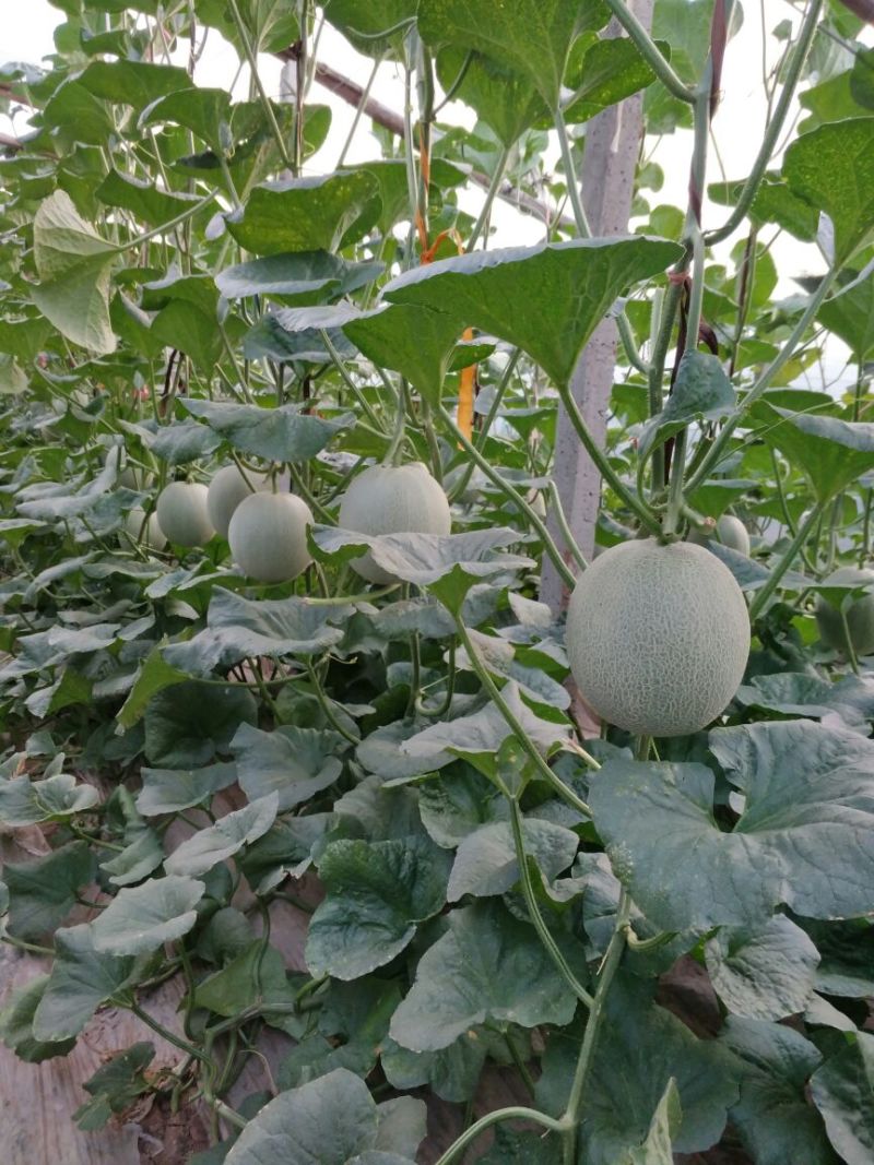 网纹瓜2斤以上长圆形