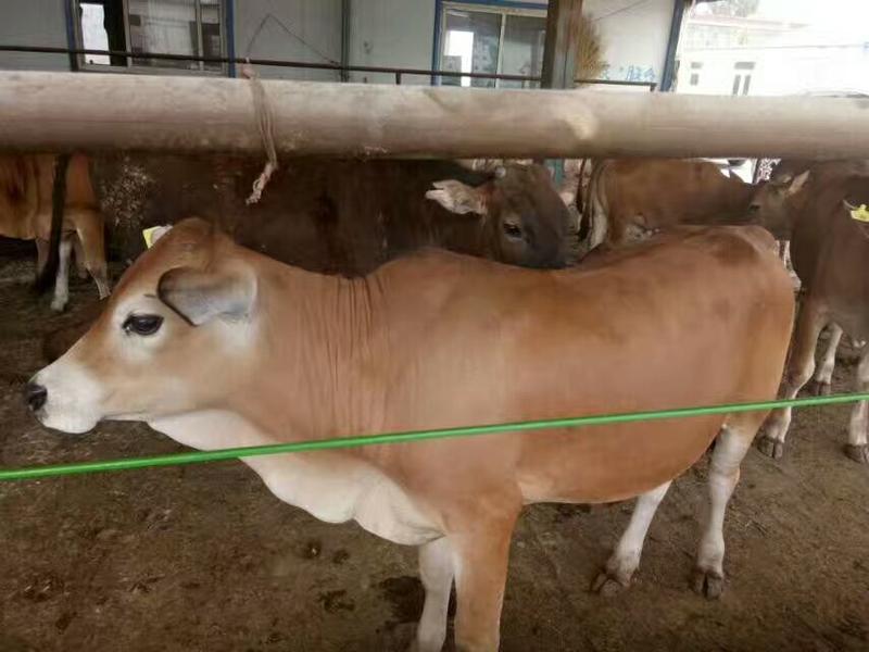 三元杂交牛200~300斤自家养殖全国发货欢迎咨询