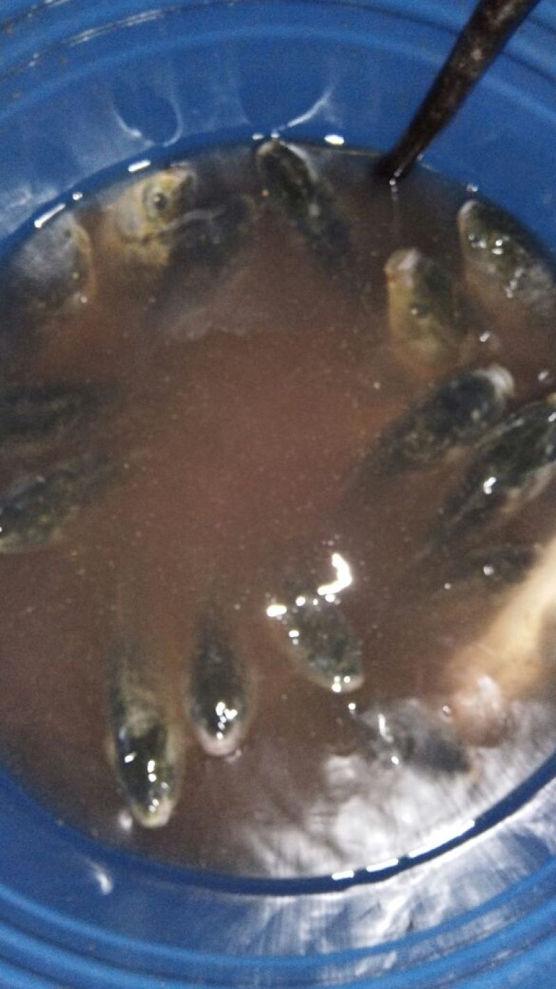 池鲤鱼食用0.5~1公斤