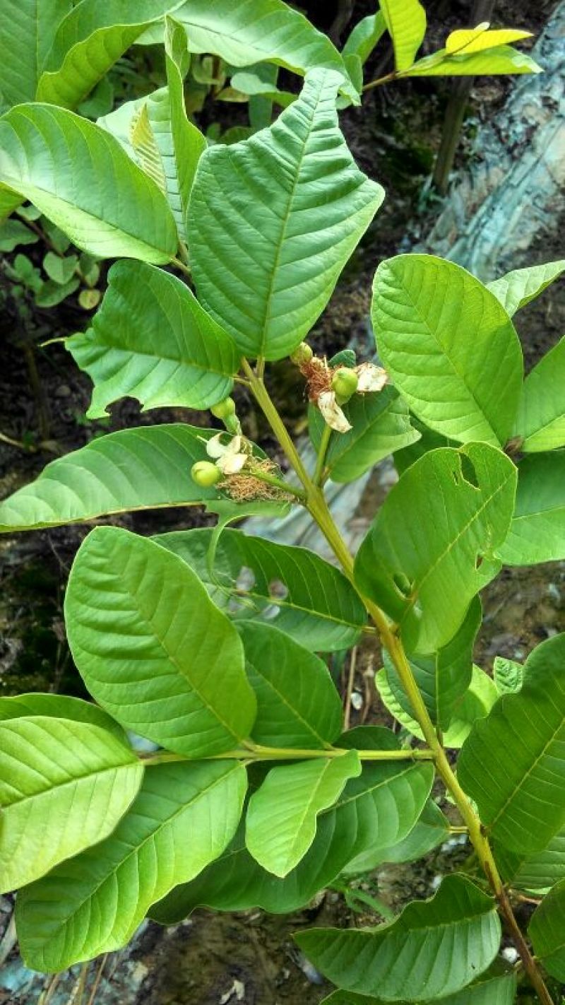 番石榴苗80~100cm