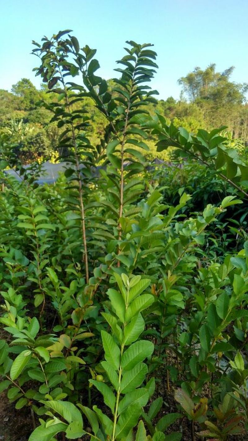 番石榴苗80~100cm