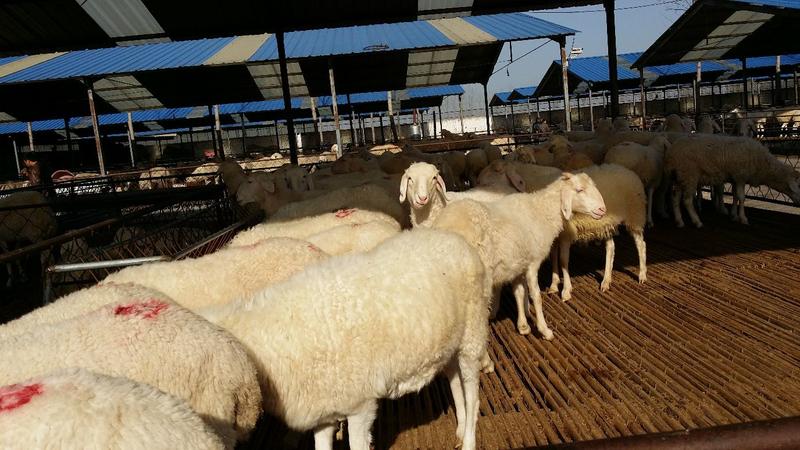 多胎小尾寒羊怀孕母羊，羊羔全国可以发货，包成活，包运输