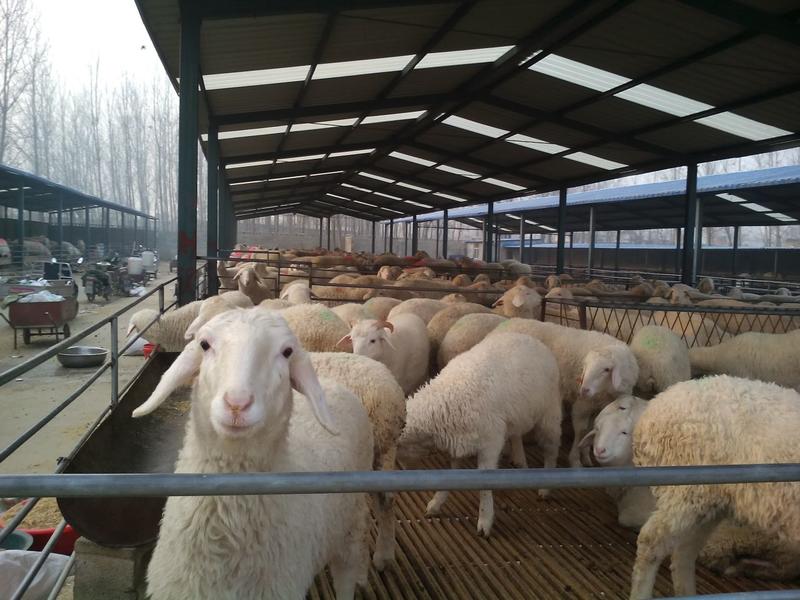 多胎小尾寒羊怀孕母羊，羊羔全国可以发货，包成活，包运输