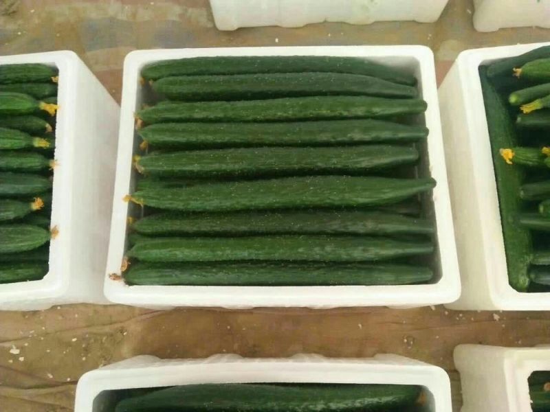 密刺黄瓜中条短吧山东莘县中国蔬菜**县