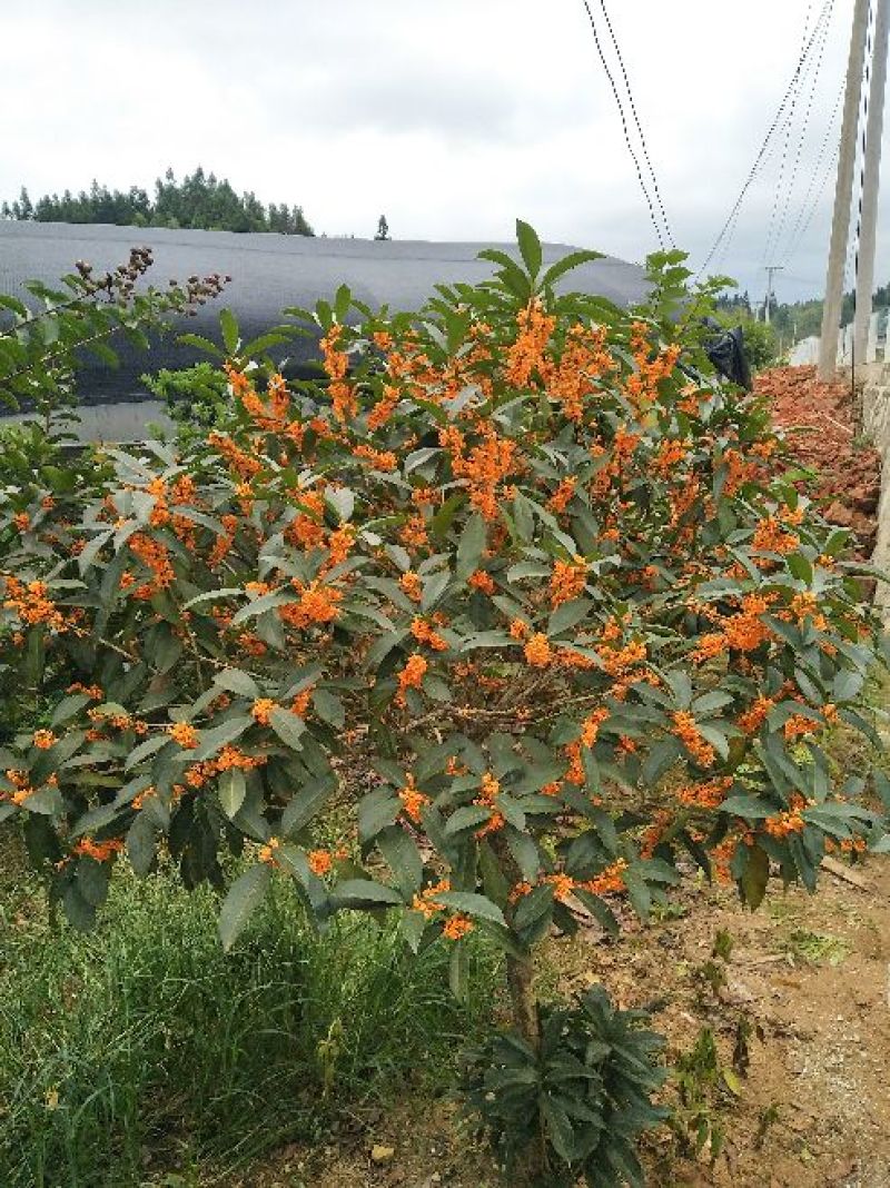 山茶花盆景100~150cm