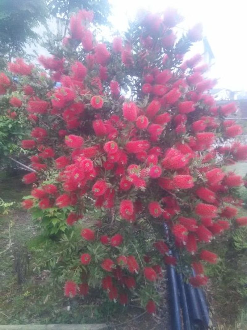 山茶花盆景100~150cm