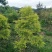 山茶花盆景100~150cm