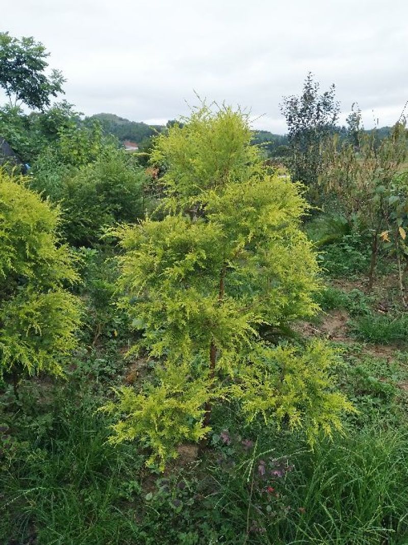 山茶花盆景100~150cm