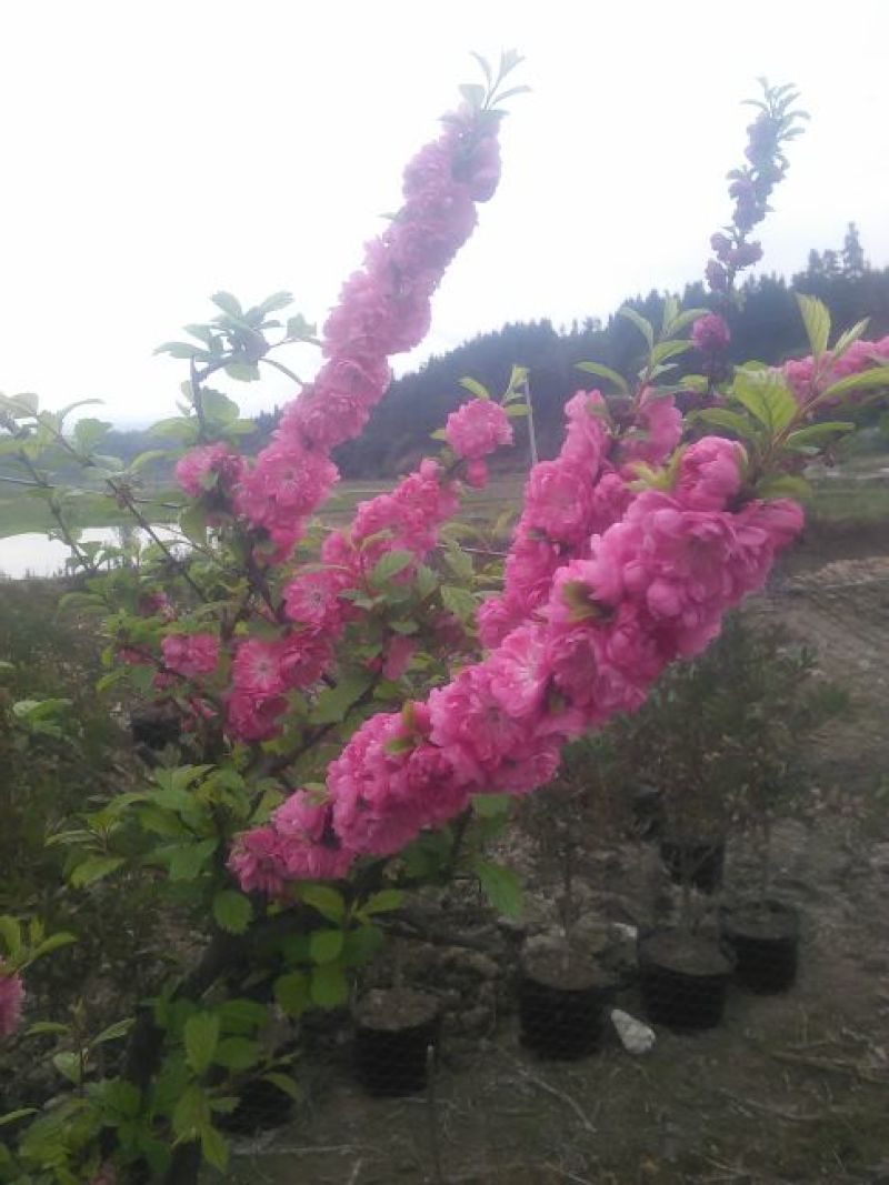 山茶花盆景100~150cm