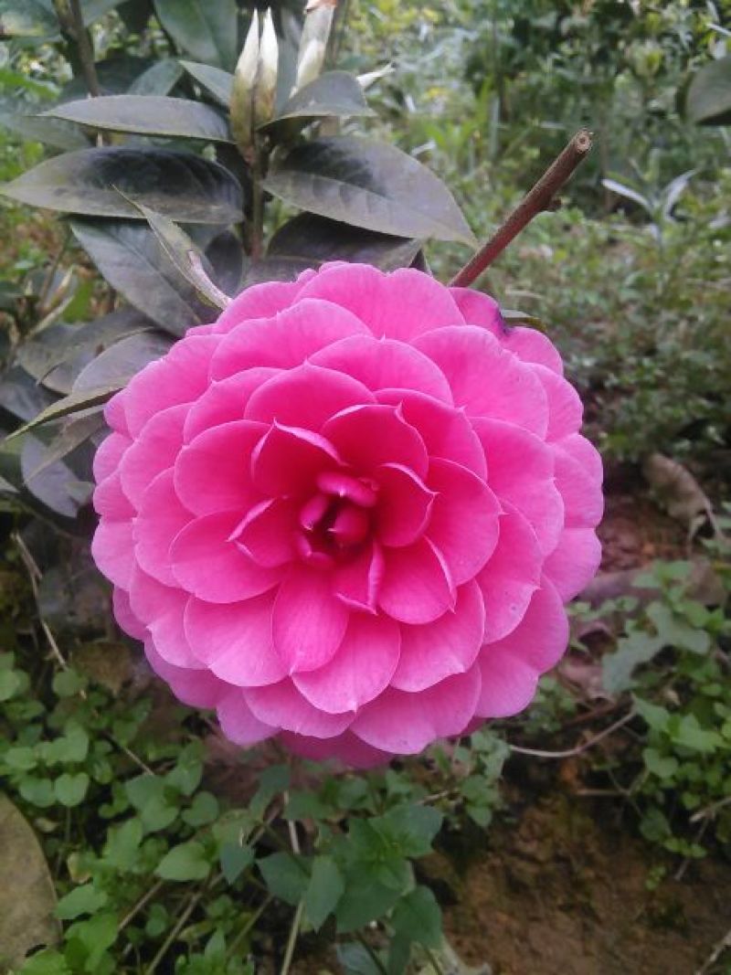 山茶花盆景100~150cm