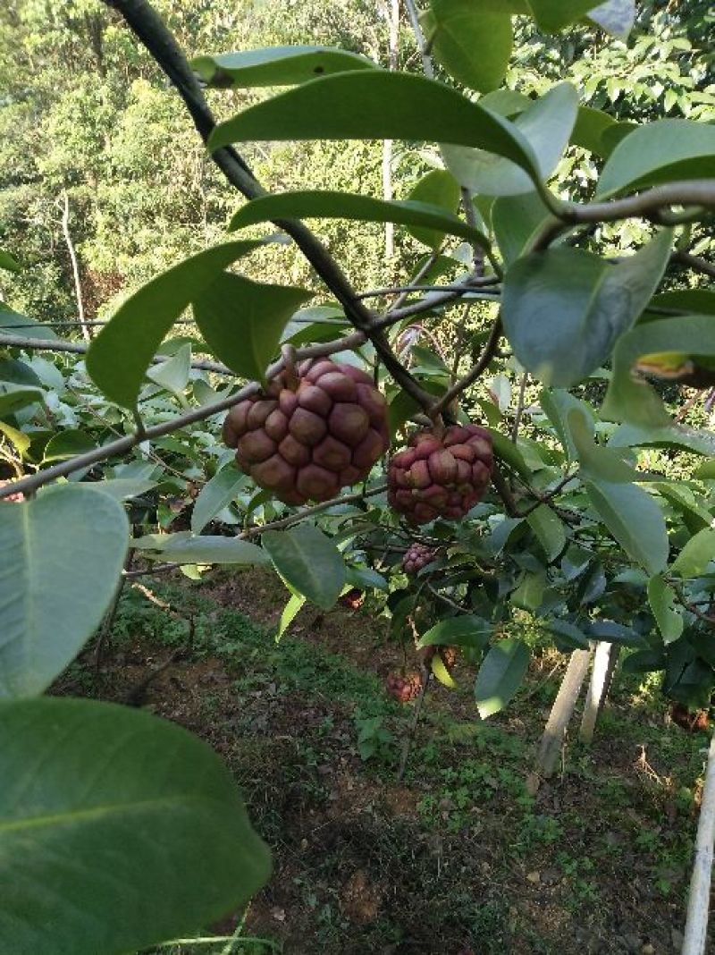 布福娜850~900g
