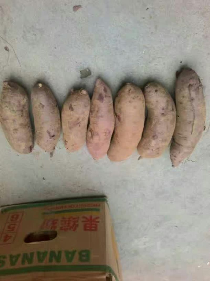 徐183两以上加工薯白心