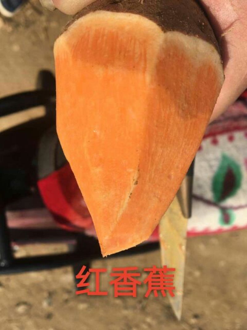 徐183两以上加工薯白心