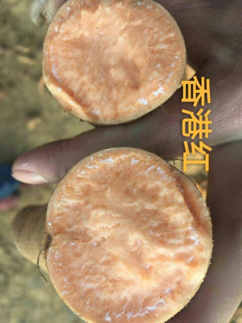 徐183两以上加工薯白心