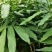 正宗阳春砂仁苗种下去两年开花试果，三年后丰产。