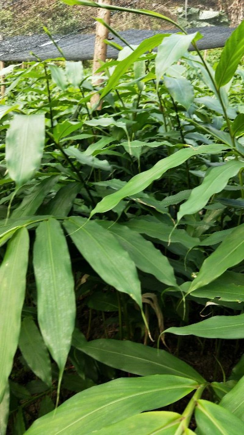 正宗阳春砂仁苗种下去两年开花试果，三年后丰产。