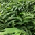 正宗阳春砂仁苗种下去两年开花试果，三年后丰产。