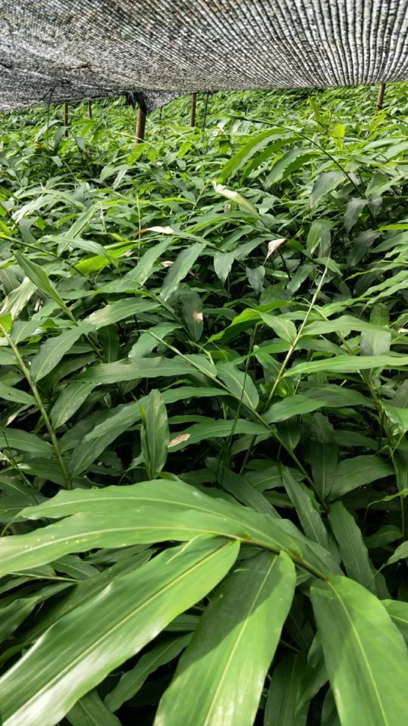 正宗阳春砂仁苗种下去两年开花试果，三年后丰产。