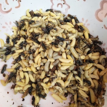 油炸蜂蛹开罐即食土蜂蜂蛹半斤装（包邮）