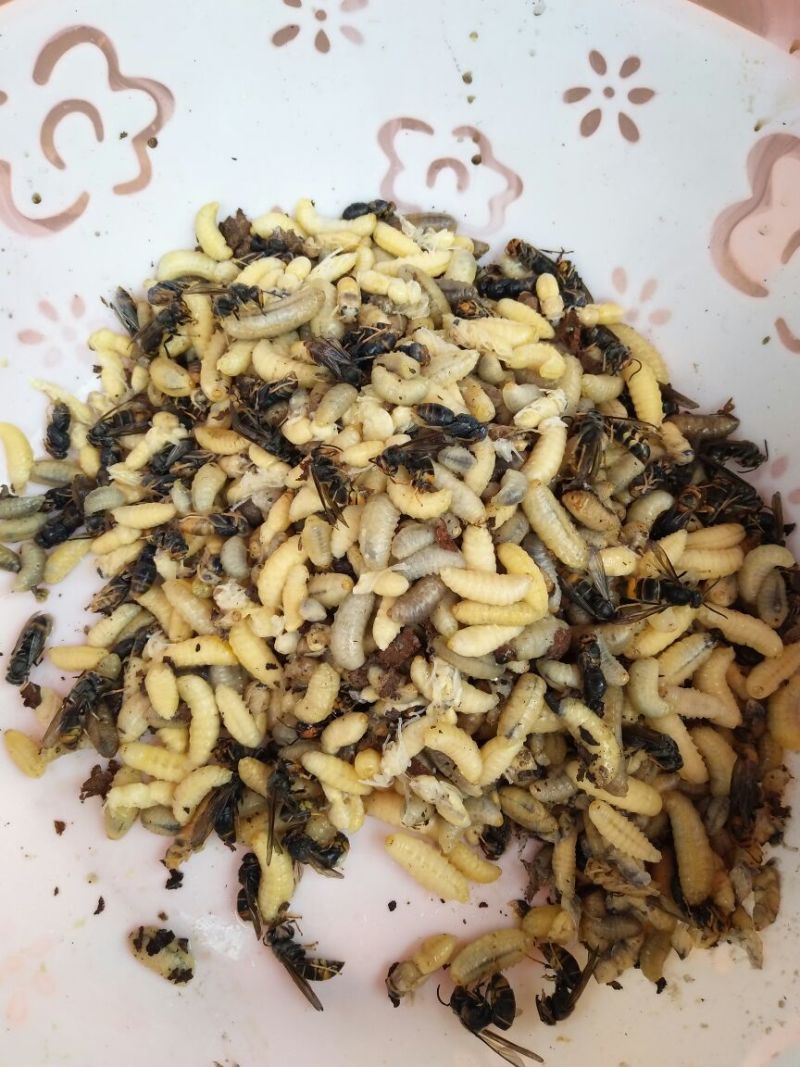 油炸蜂蛹开罐即食土蜂蜂蛹半斤装（包邮）