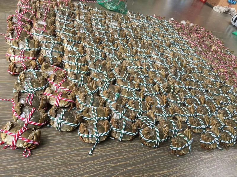 3.0两公蟹食用洪泽湖精品红膏大闸蟹