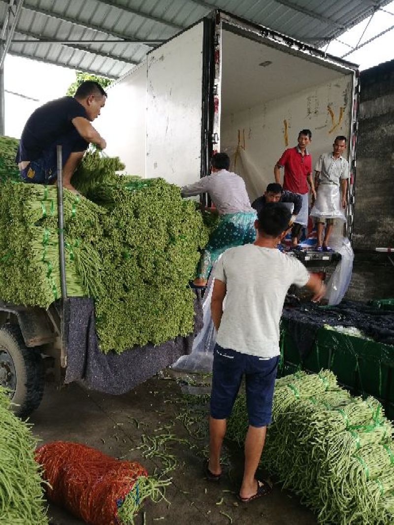 广西合浦优质长豆角大量供应