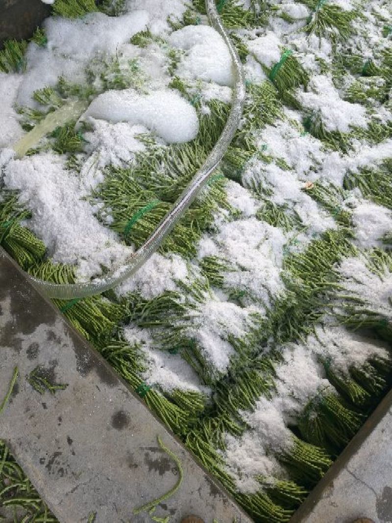 广西合浦优质长豆角大量供应